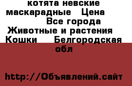 котята невские маскарадные › Цена ­ 18 000 - Все города Животные и растения » Кошки   . Белгородская обл.